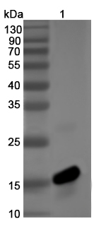 Anti-HTNV N/Nucleoprotein Polyclonal Antibody
